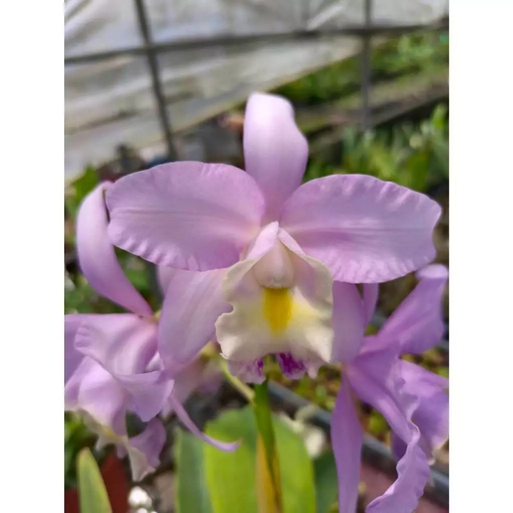 [精選蘭花] 藍色系