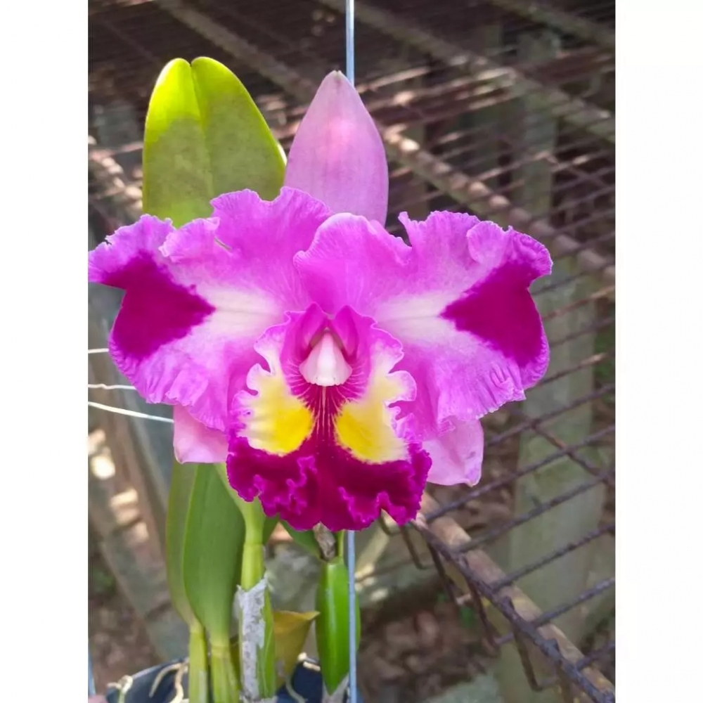 [精選蘭花] 多顏色