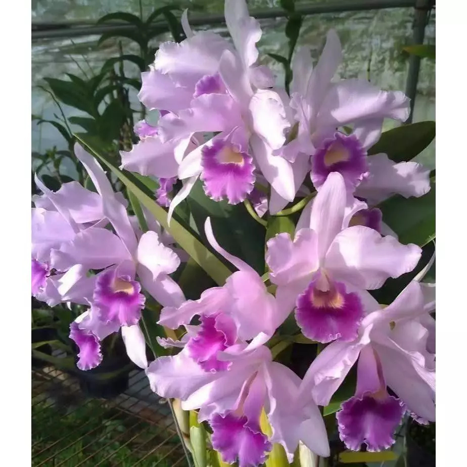 [精選蘭花] 藍色嘉