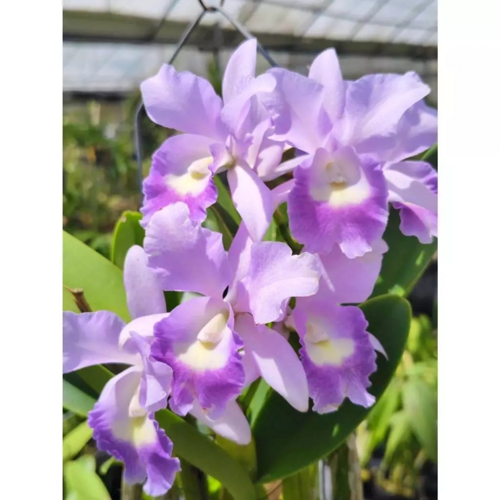 [精選蘭花] 精緻藍