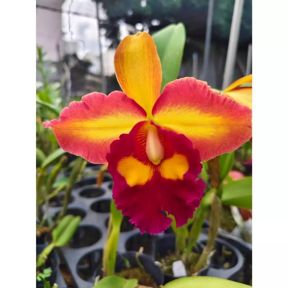 [精選蘭花] 經典老