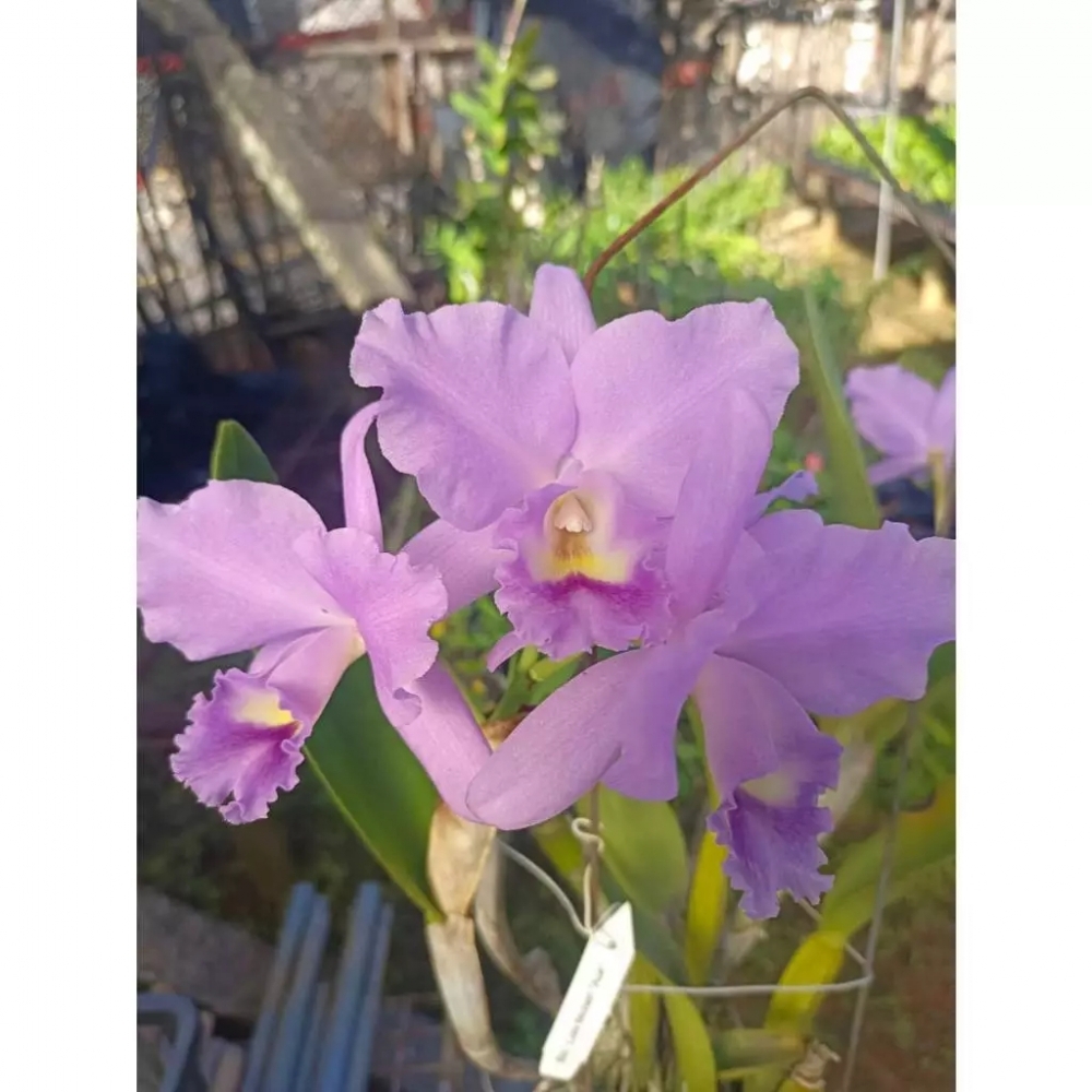 [精選蘭花] 藍色系