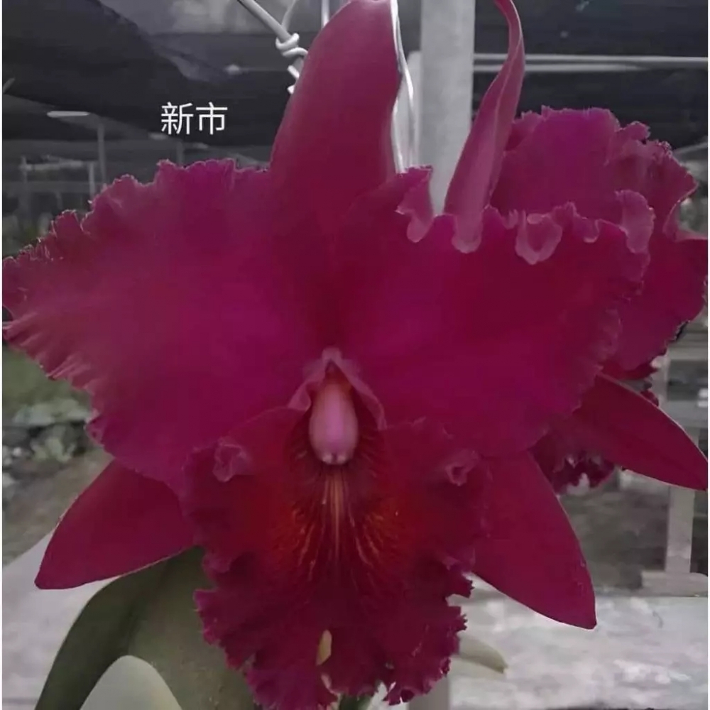 [精選蘭花] 紅到發