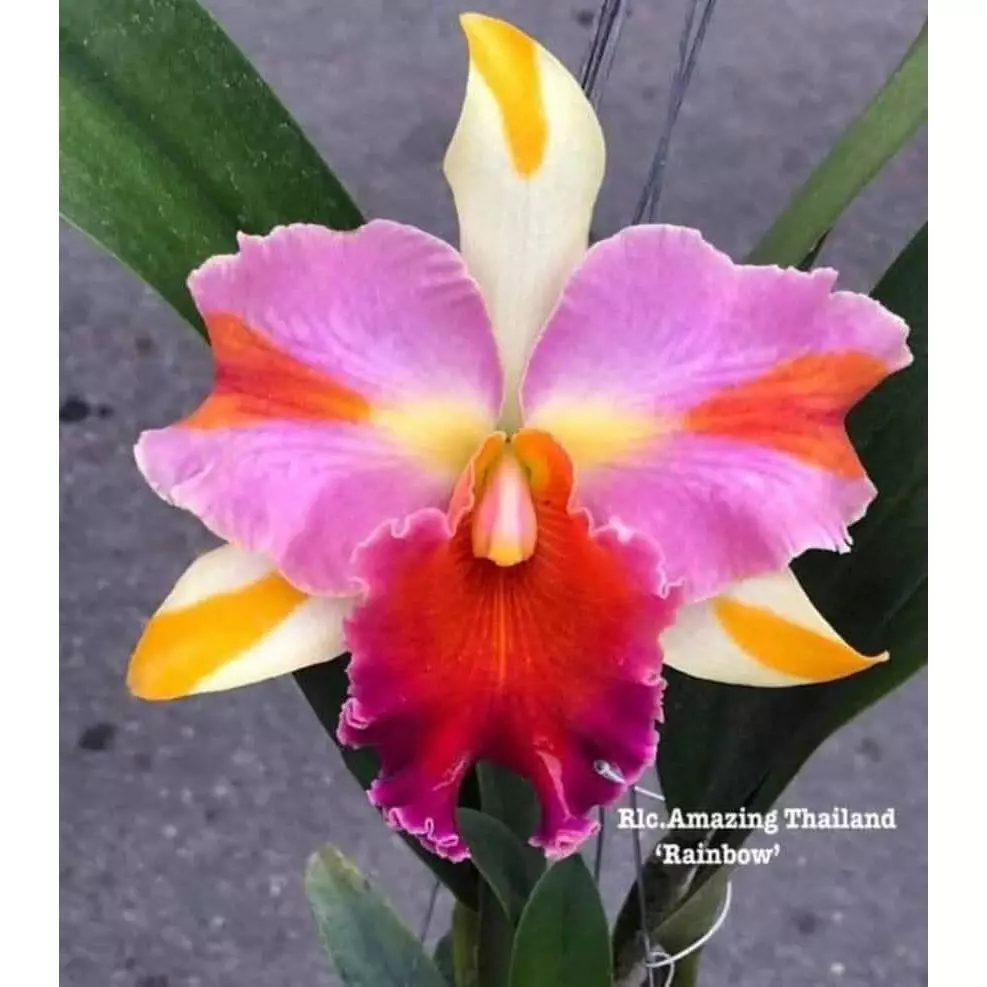 [精選蘭花] 泰國知