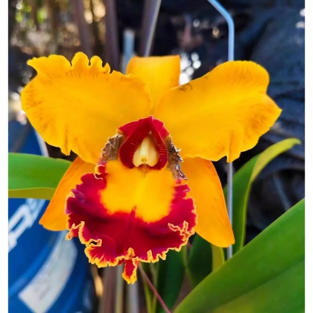 [精選蘭花] 中港蘭