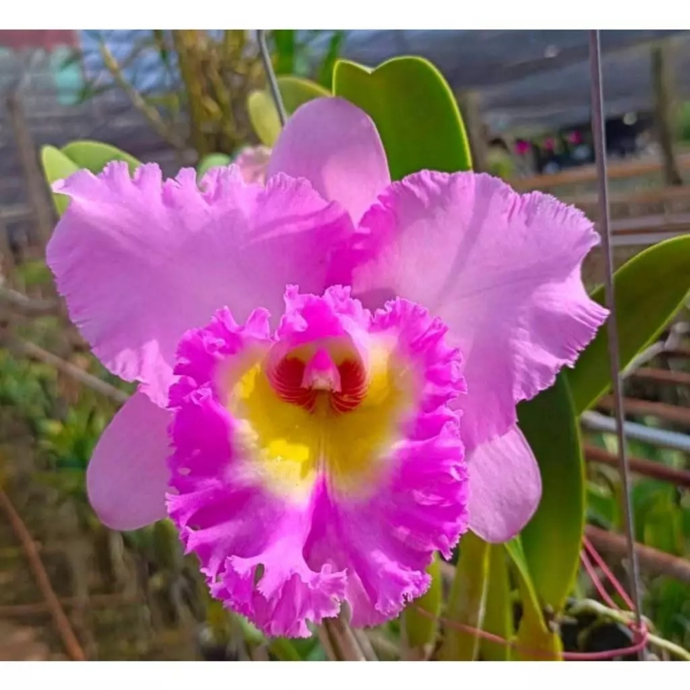 [精選蘭花] 超漂亮