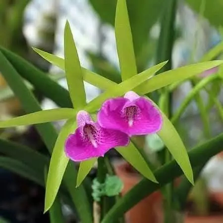 [精選蘭花] 進口稀