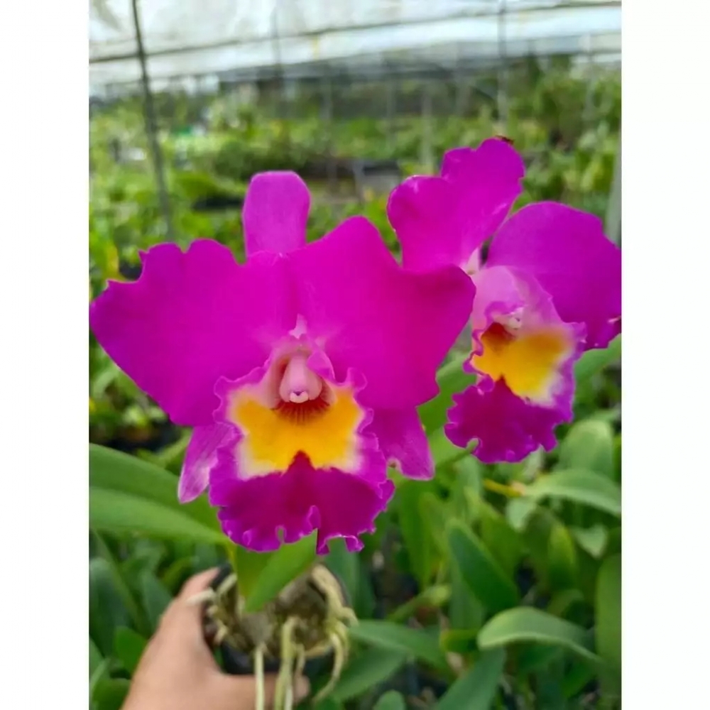 [精選蘭花] 精緻中