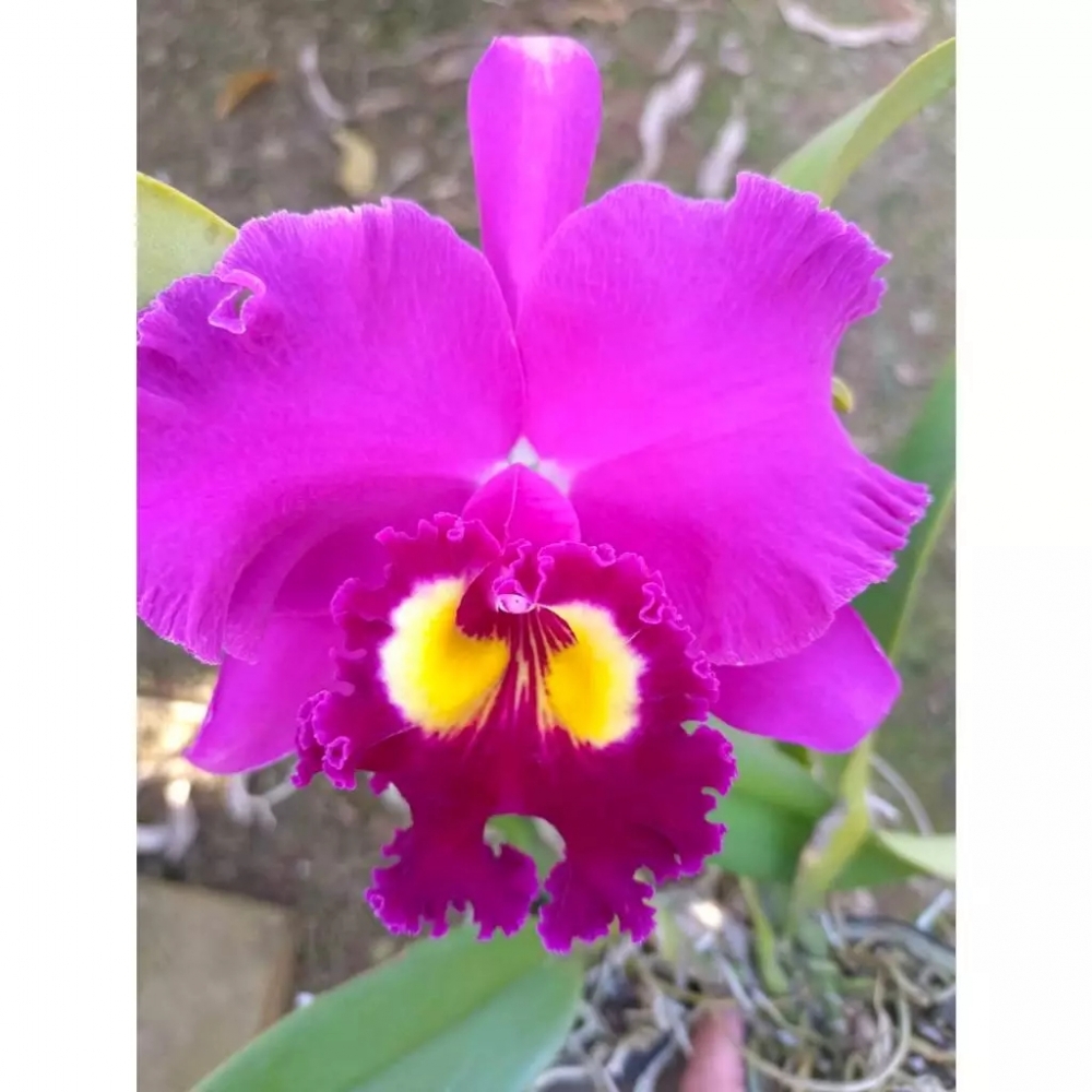 [精選蘭花] 大香花