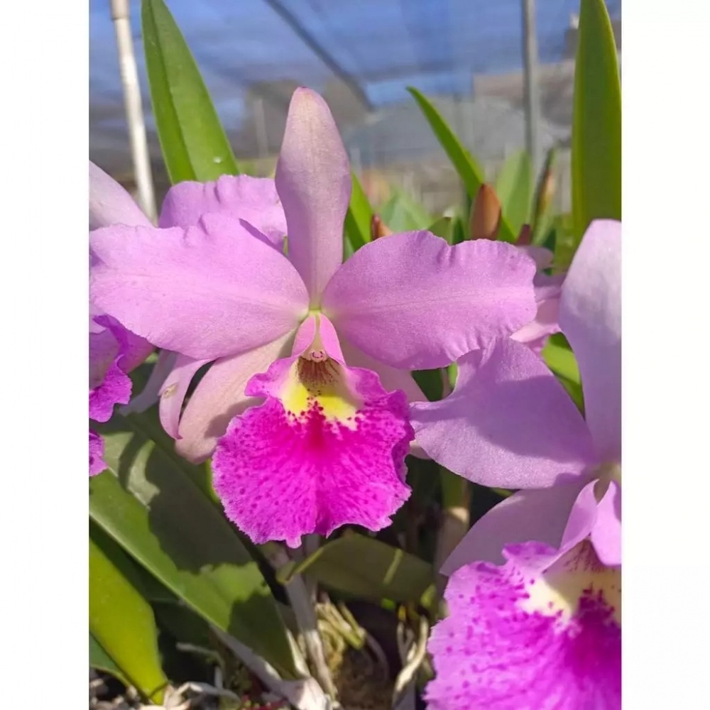 [精選蘭花] 超具質