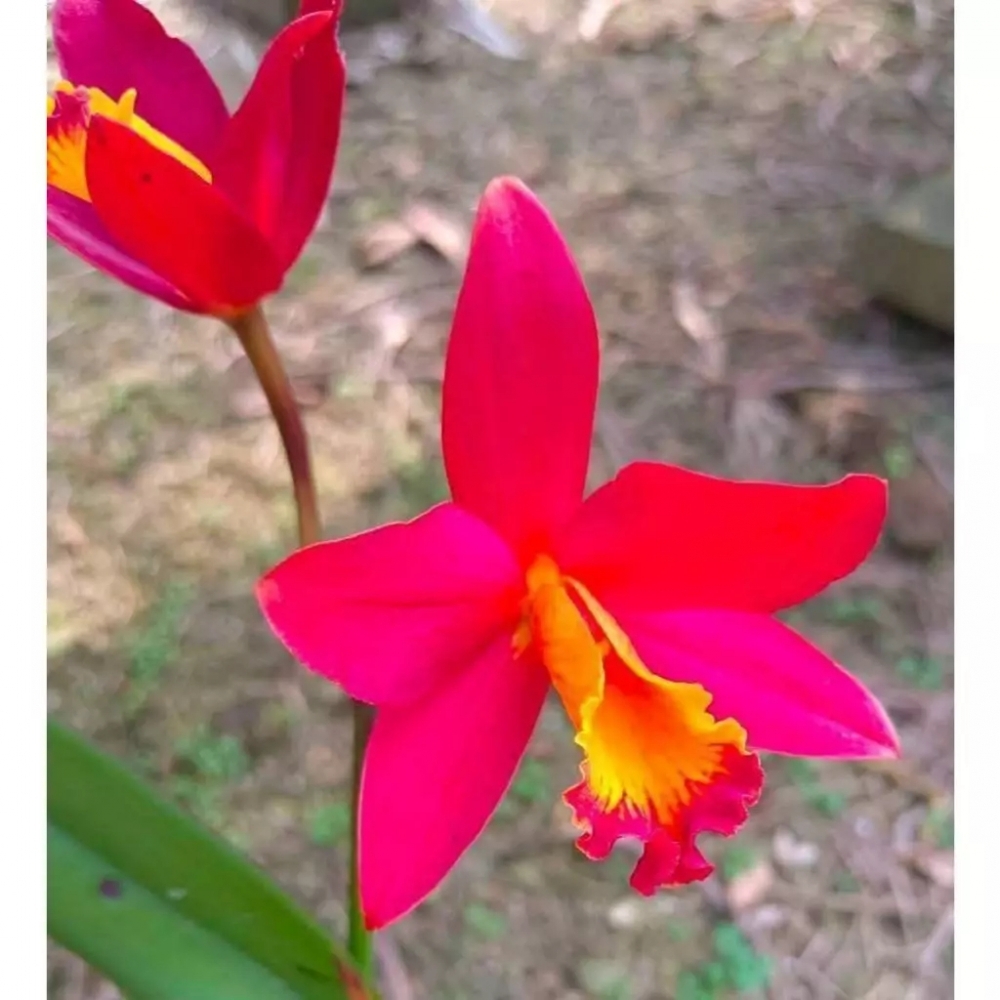 [精選蘭花] 獲獎無