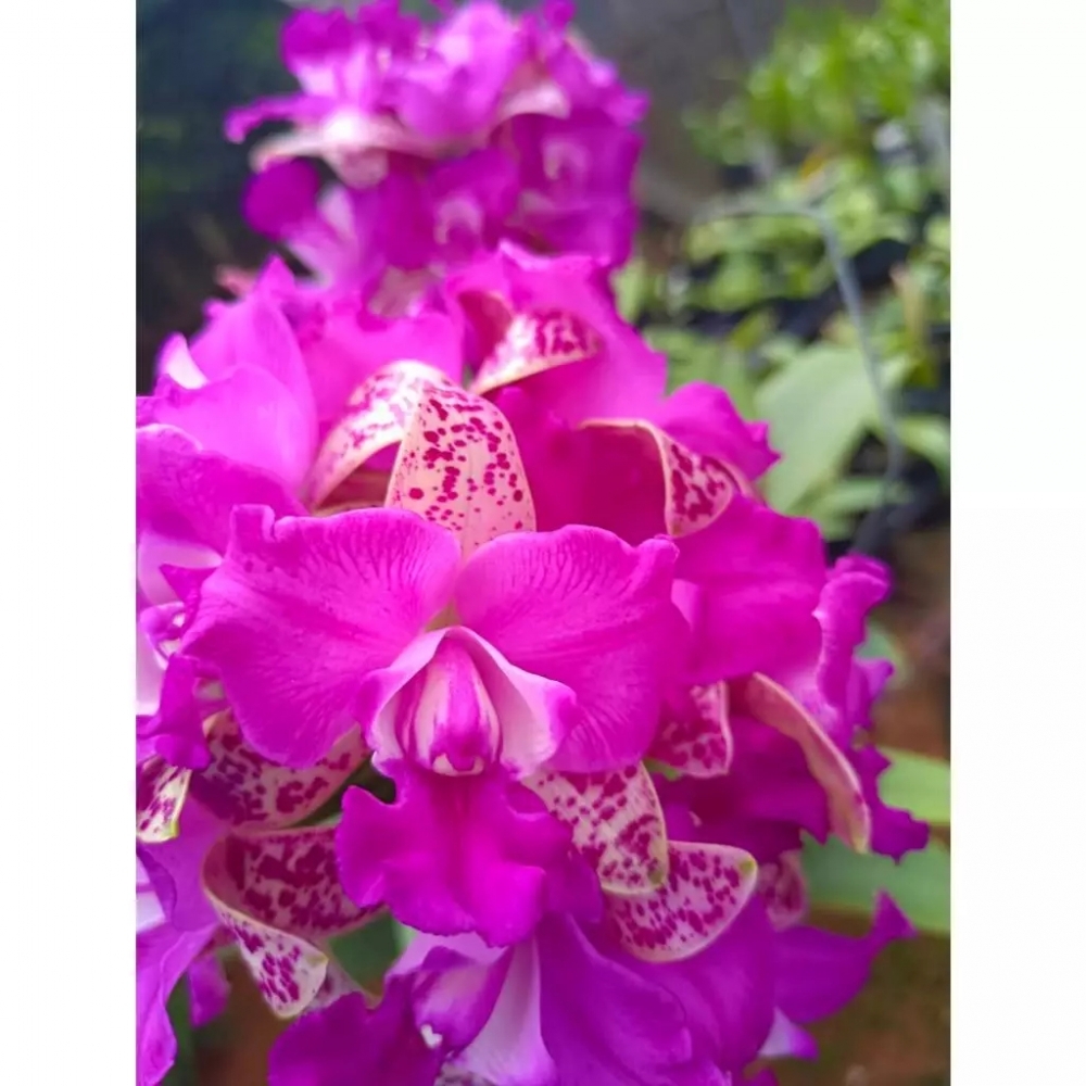 [精選蘭花] 蠟質爆