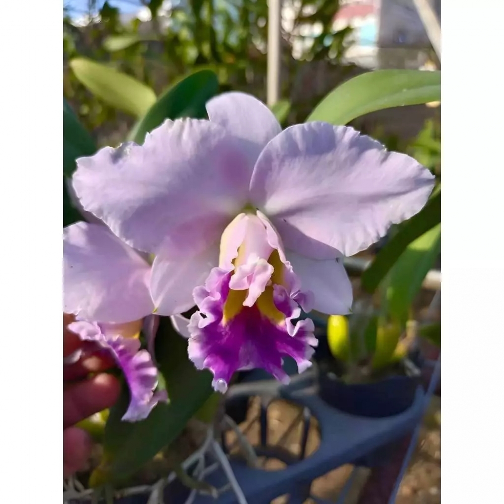 [精選蘭花] 藍色系