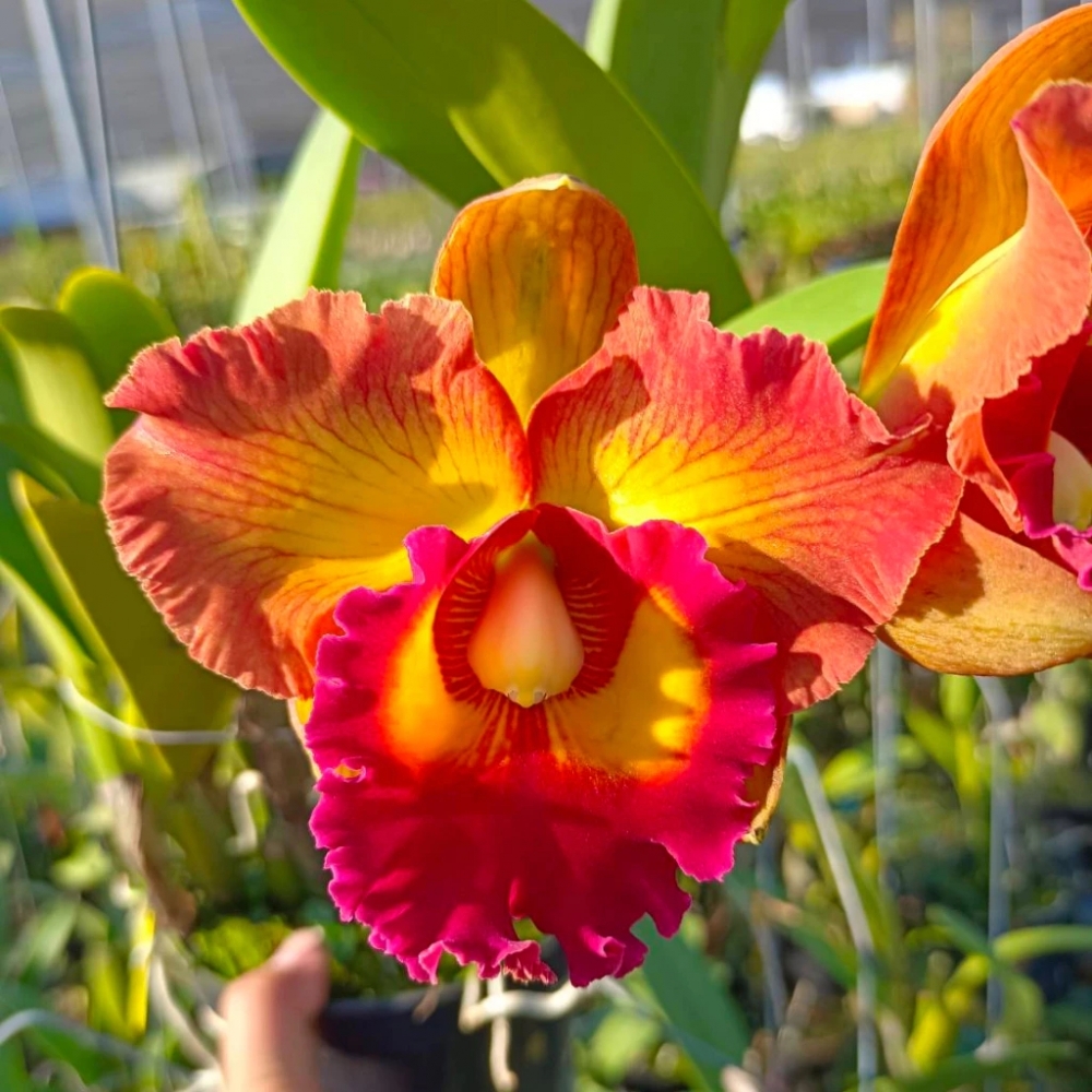 [精選蘭花] 泰國經