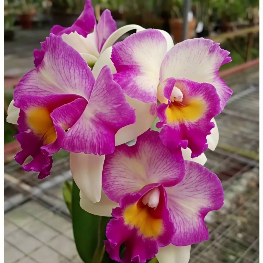 [精選蘭花] 超級夢