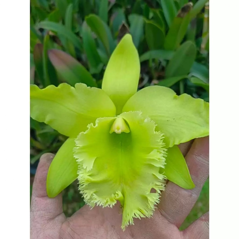 [精選蘭花] 綠色經