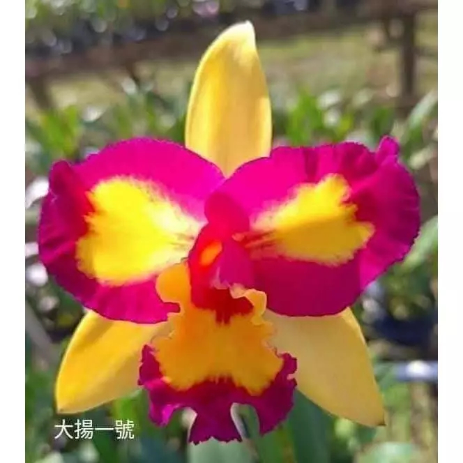 [精選蘭花] 喜歡開