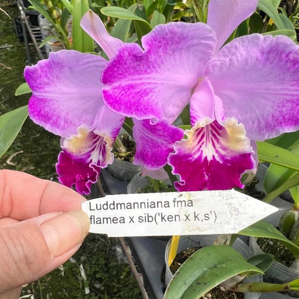 [精選蘭花] 原生種