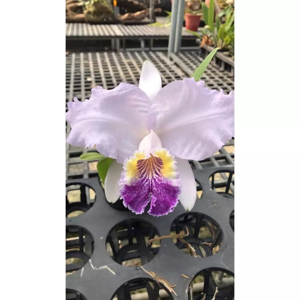 [精選蘭花] 原生種