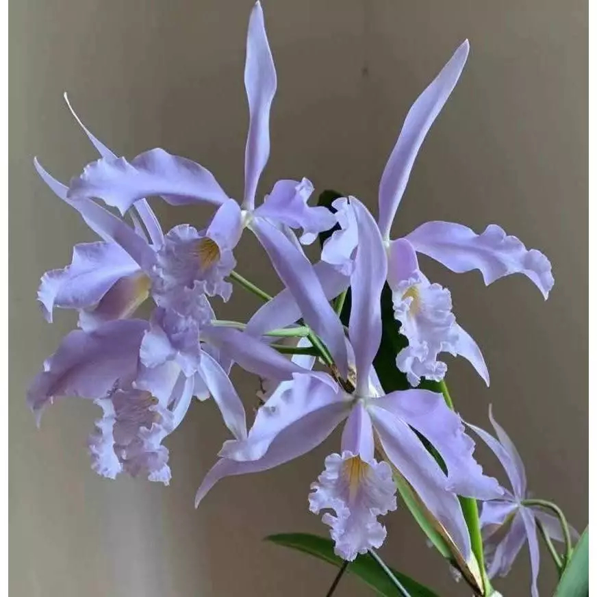 [精選蘭花] 原生種