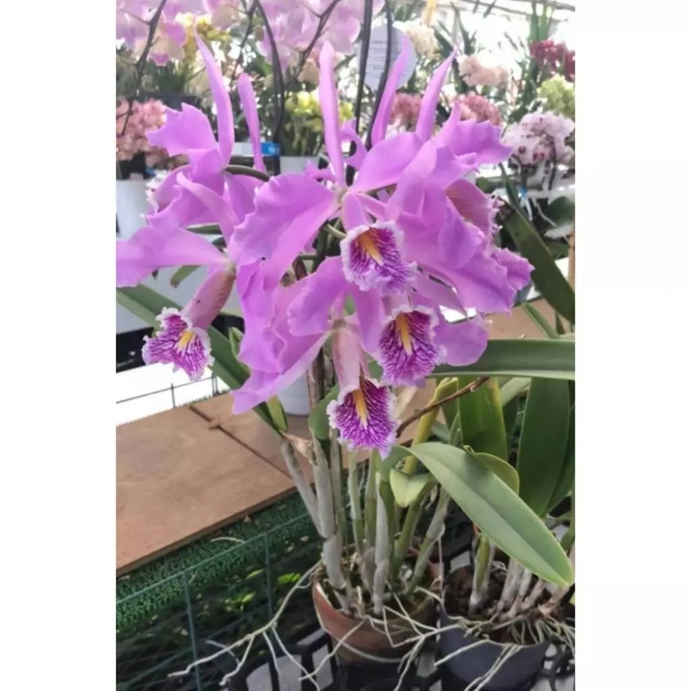 [精選蘭花] 原生種