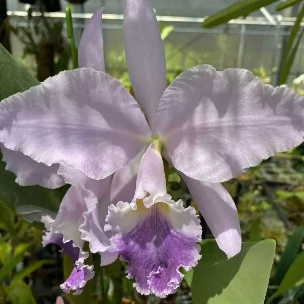 [精選蘭花] 原生種