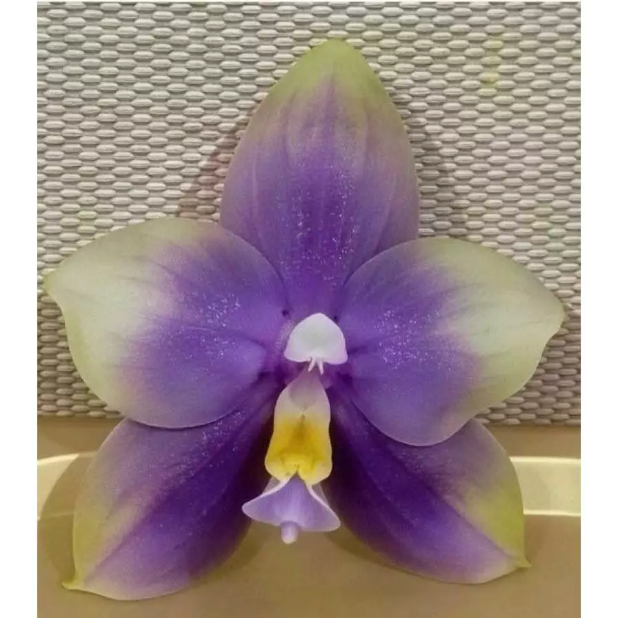 [精選蘭花] 雙12