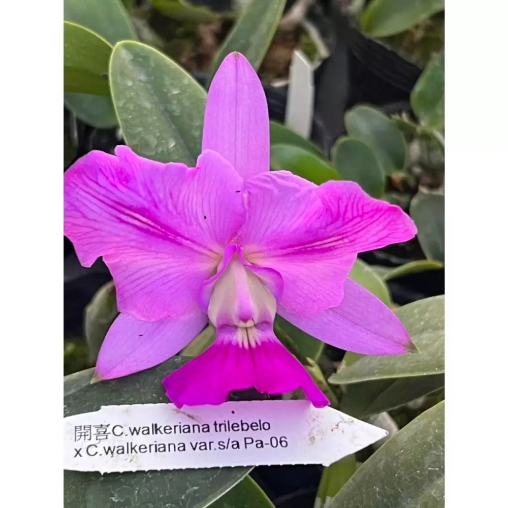 [精選蘭花] 原生種