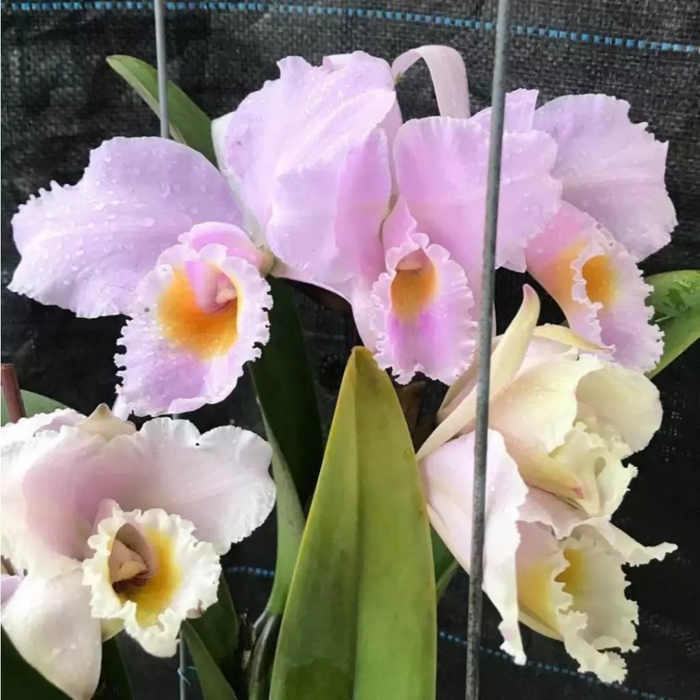 [精選蘭花] 原生種