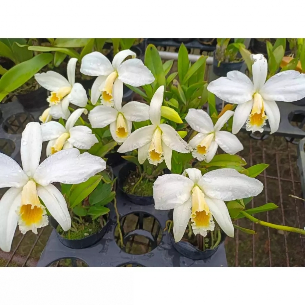 [精選蘭花] 原生種