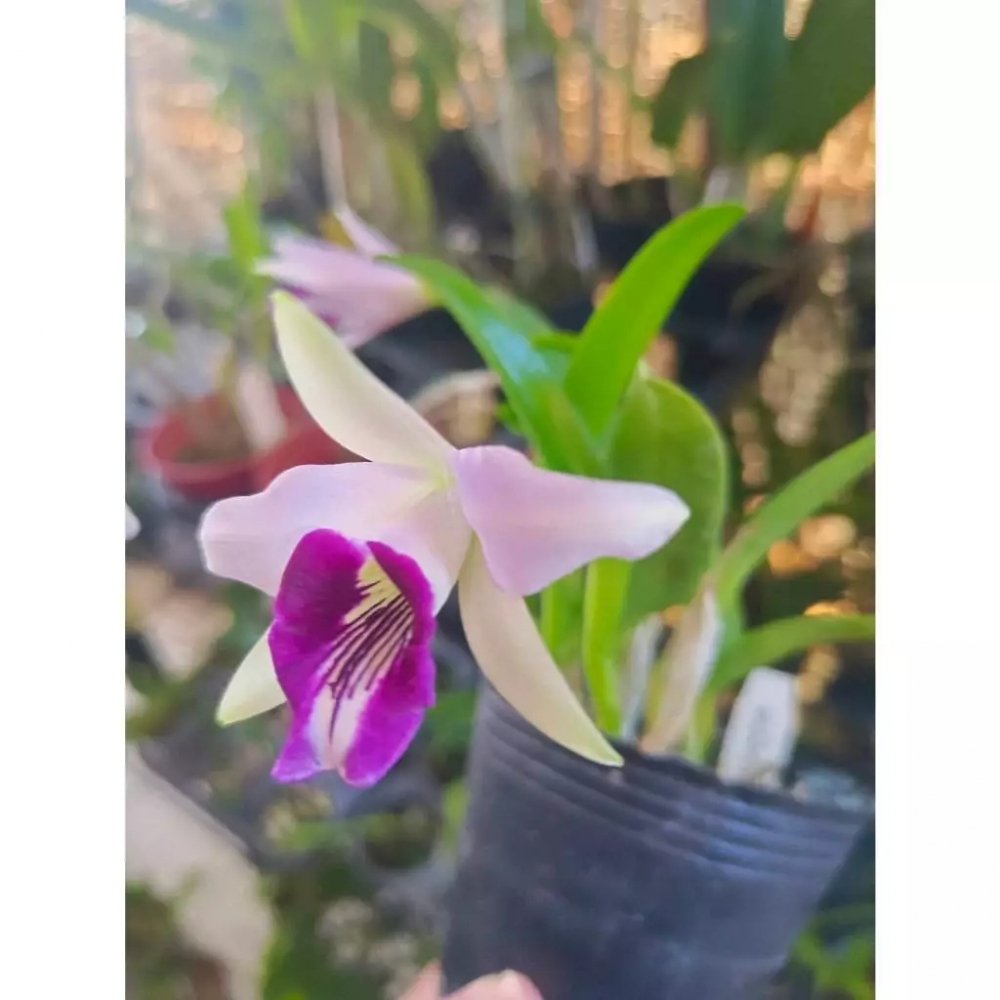 [精選蘭花] 原生種