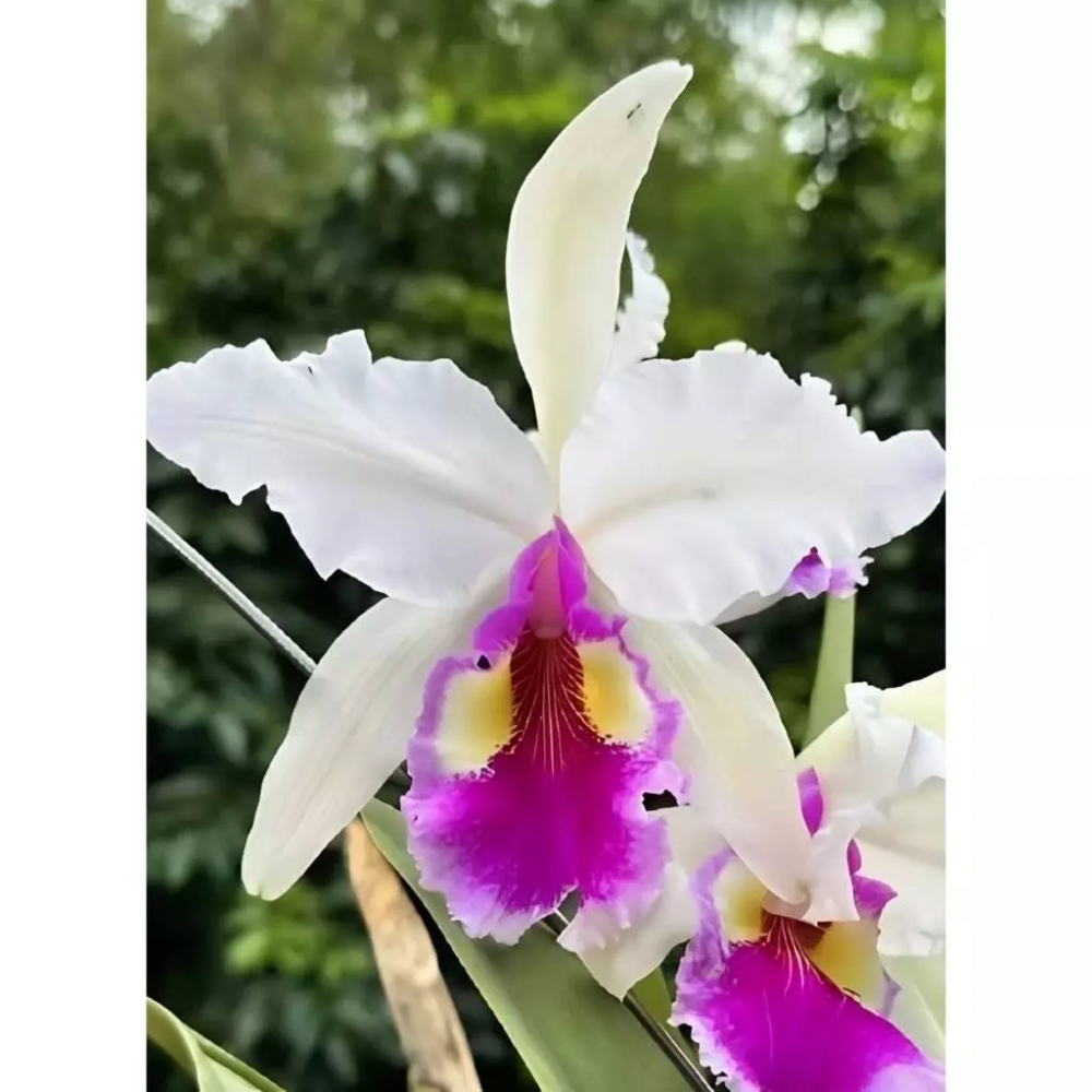 [精選蘭花] 原生種