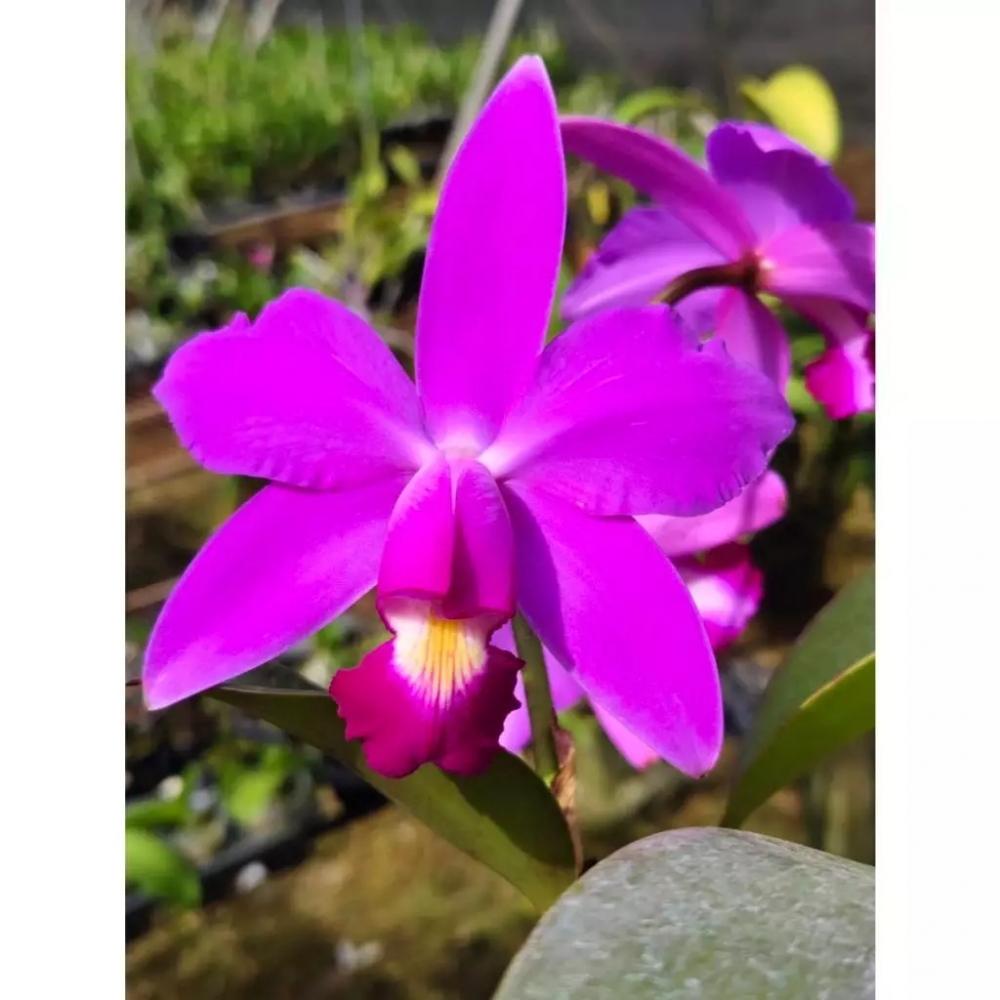 [精選蘭花] 原生種