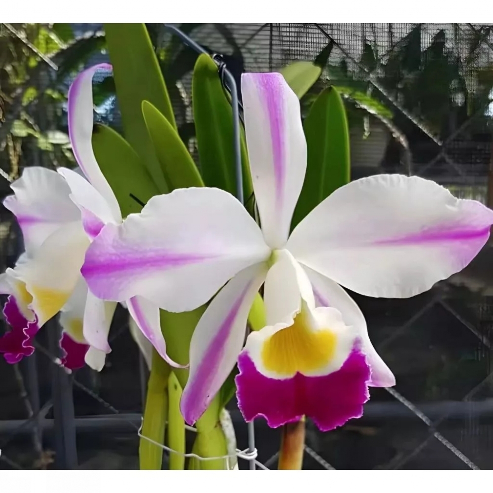 [精選蘭花] 原生種