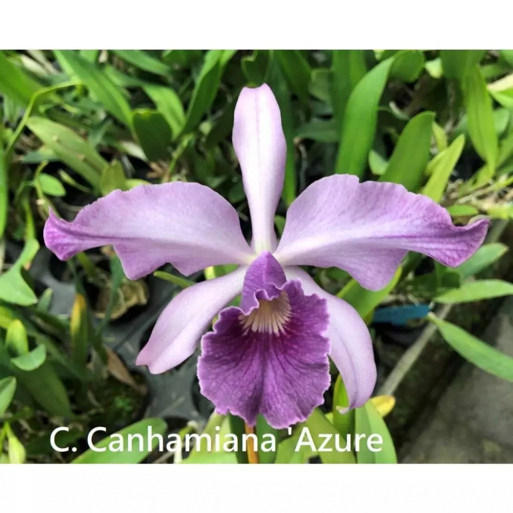 [精選蘭花] 原生種