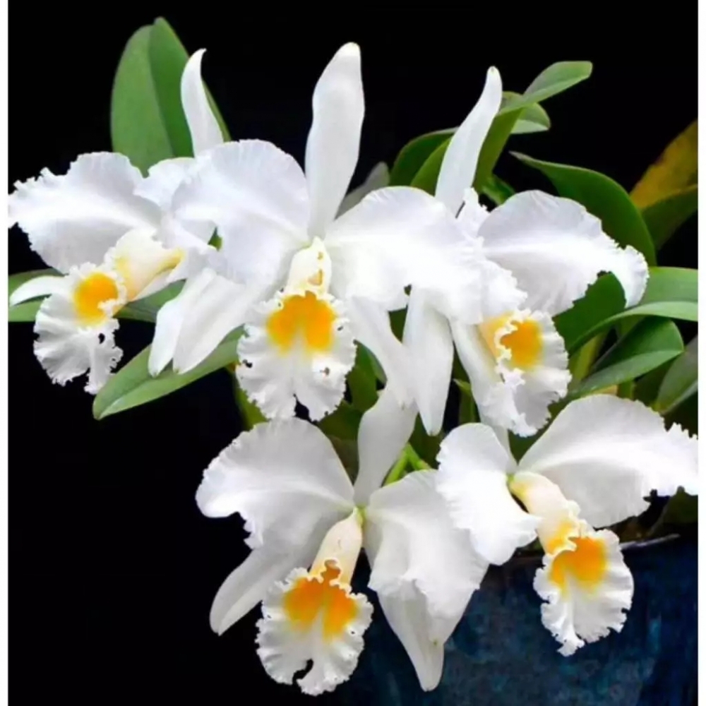 [精選蘭花] 原生種