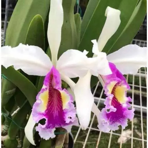 [精選蘭花] 原生種