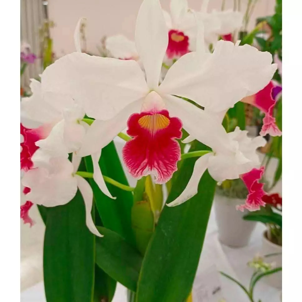 [精選蘭花] 原生種