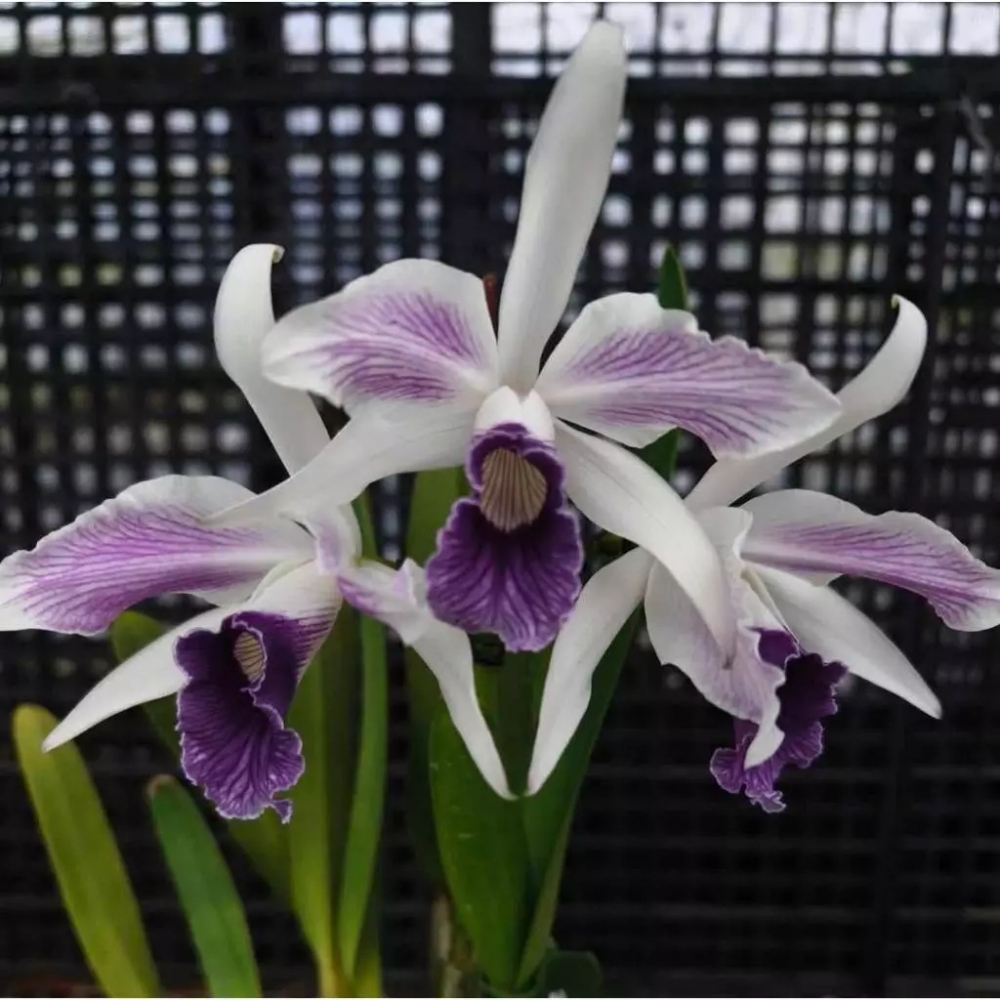 [精選蘭花] 原生種