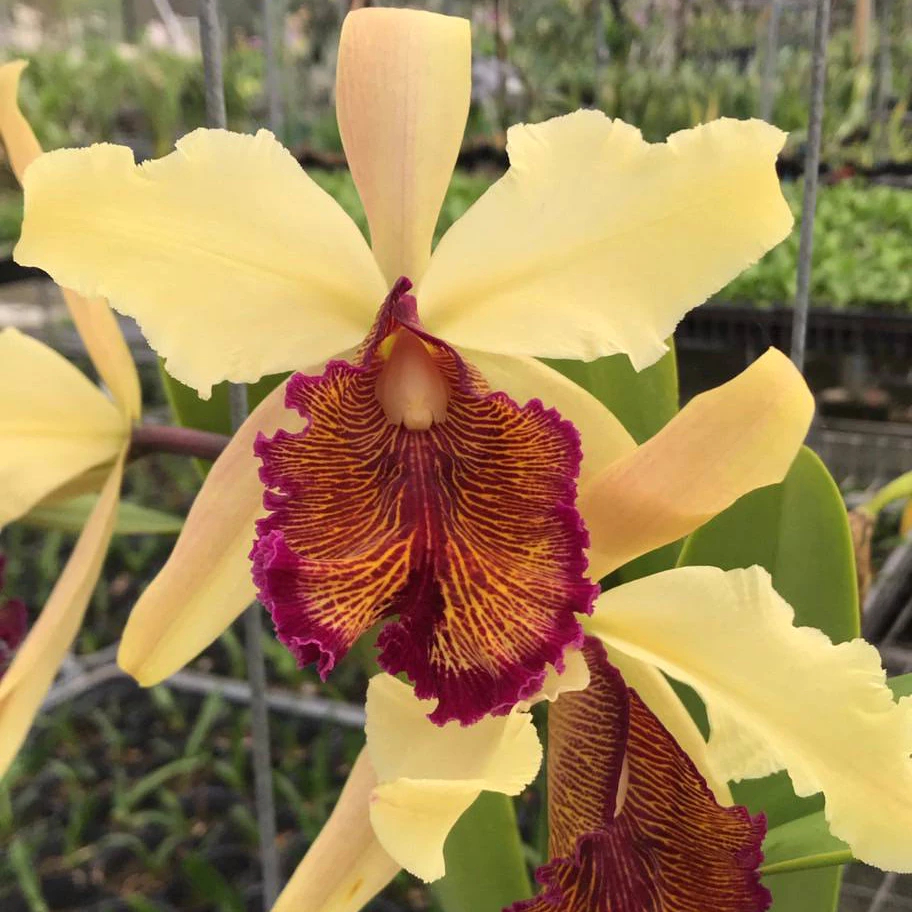 [精選蘭花] 原生種