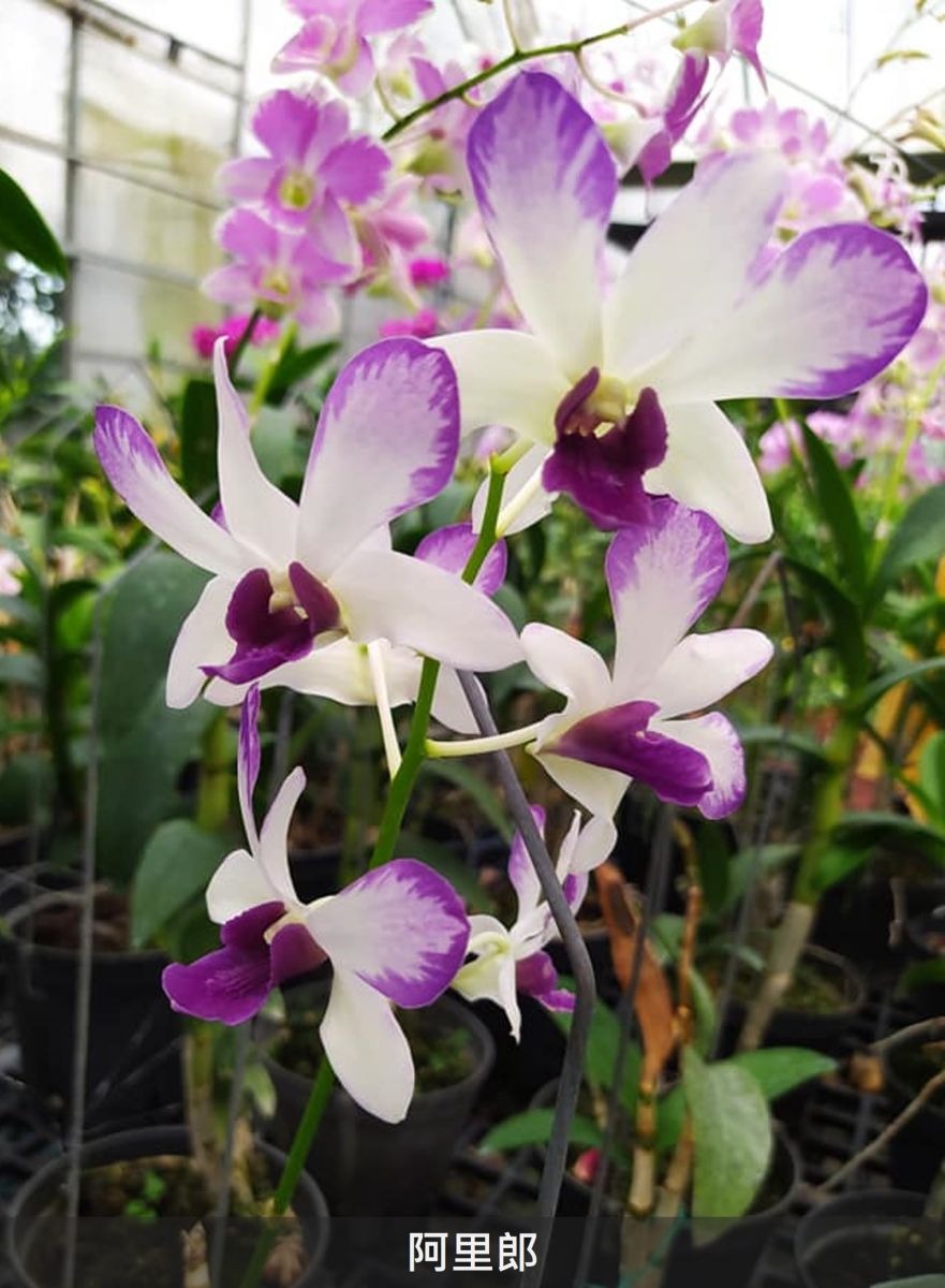 蘭花55 文心兰- 多伦多绿洲花卉